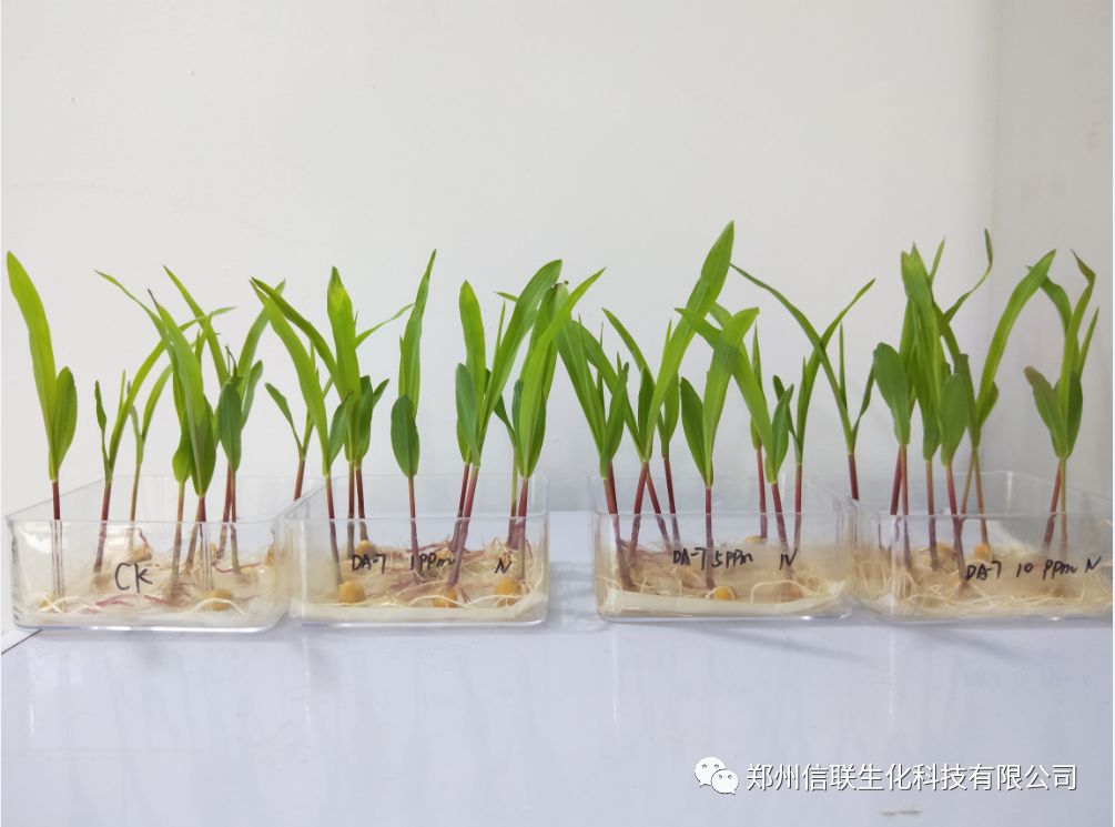DA-7对玉米幼苗生长的影响