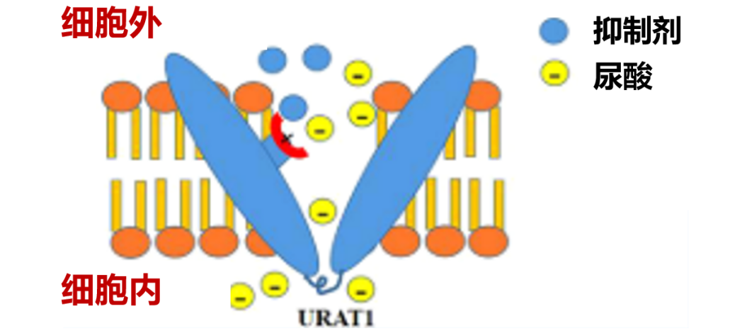 肝损风险仅 0.3%！多替诺雷如何破解痛风药的 “肝毒性魔咒”？(图2)