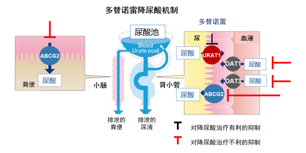 从非布司他换到多替诺雷，痛风患者身体可能发生哪些变化？(图2)