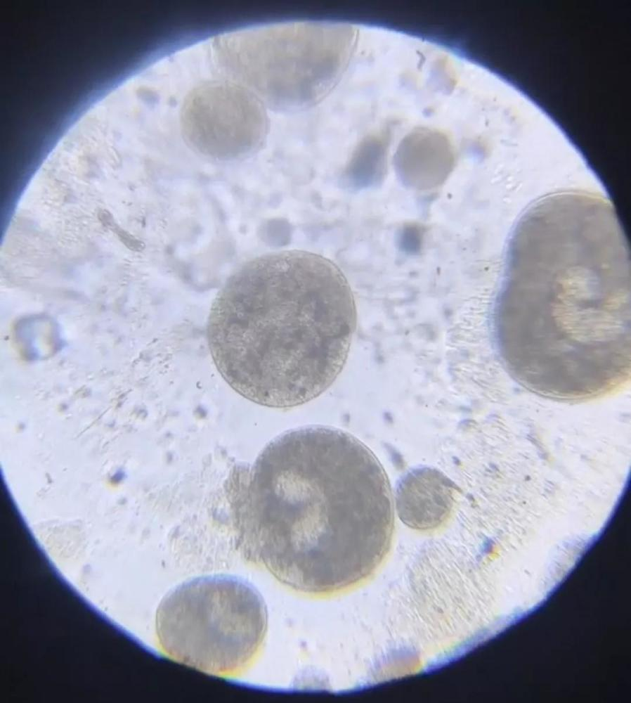 小瓜虫锥体虫愈演愈烈新形势下水产养殖中寄生虫如何科学防控