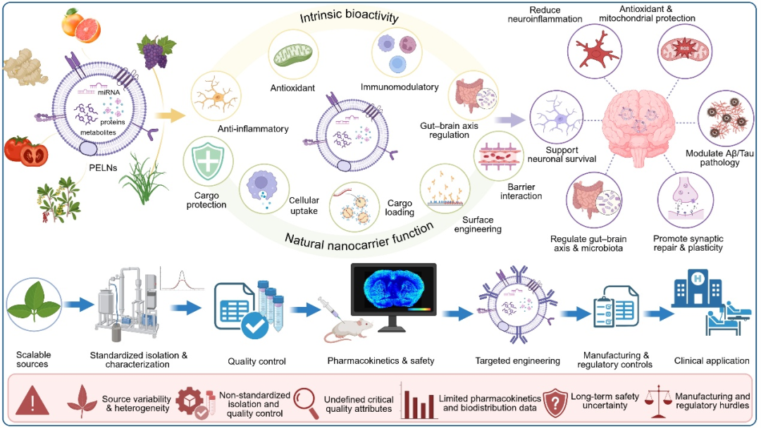 Int J Nanomedicine｜聊城市人民医院肖以磊/张肖辉：植物源外泌体样纳米颗粒在神经退行性疾病中的作用：从生物活性与递送载体到转化挑战