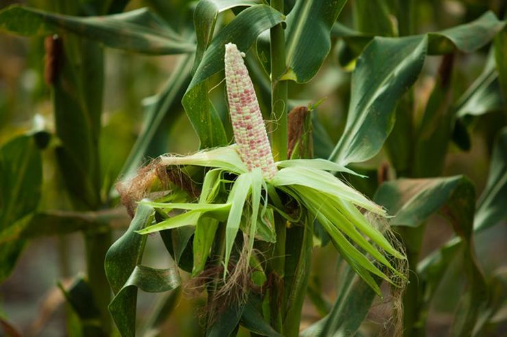 太二团云南香糯小玉米