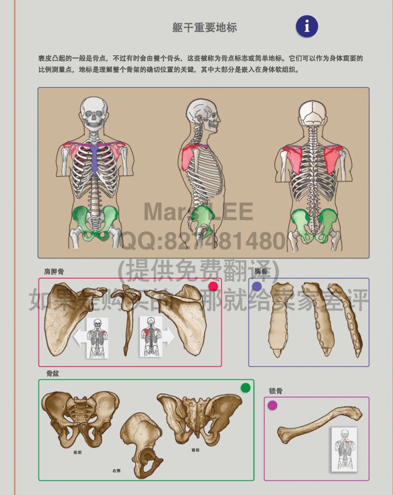 学模型雕刻造型必备书籍 雕塑家解剖学中文版 Maya设计学习 微信公众号文章阅读 Wemp