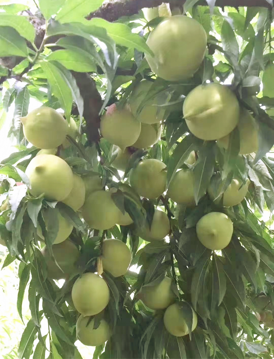 乡村振兴大岗鹰嘴桃即将开园采摘等你来尝鲜