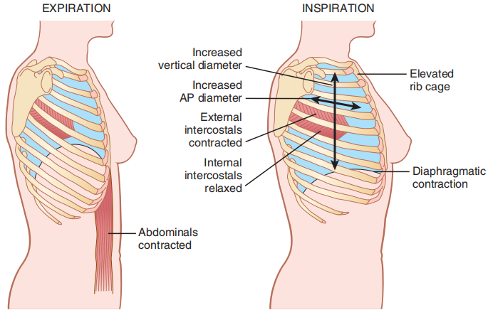 什么是气体陷闭难！温故未必能知新——肺通气_https://www.jmylbn.com_新闻资讯_第5张
