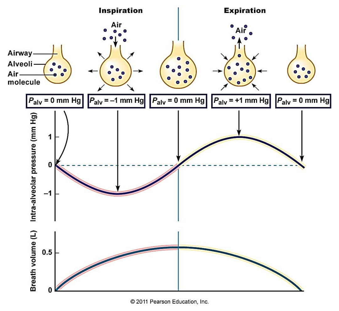 什么是气体陷闭难！温故未必能知新——肺通气_https://www.jmylbn.com_新闻资讯_第4张