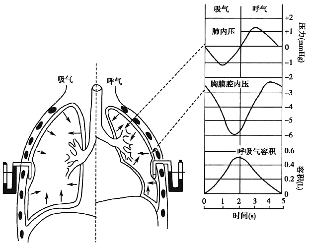 什么是气体陷闭难！温故未必能知新——肺通气_https://www.jmylbn.com_新闻资讯_第3张