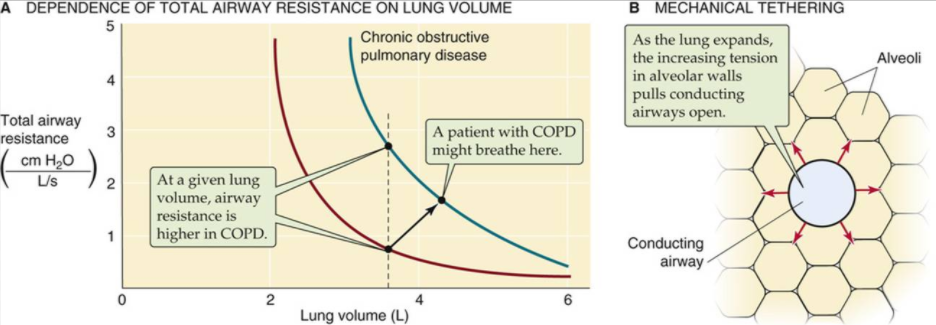 什么是气体陷闭难！温故未必能知新——肺通气_https://www.jmylbn.com_新闻资讯_第14张