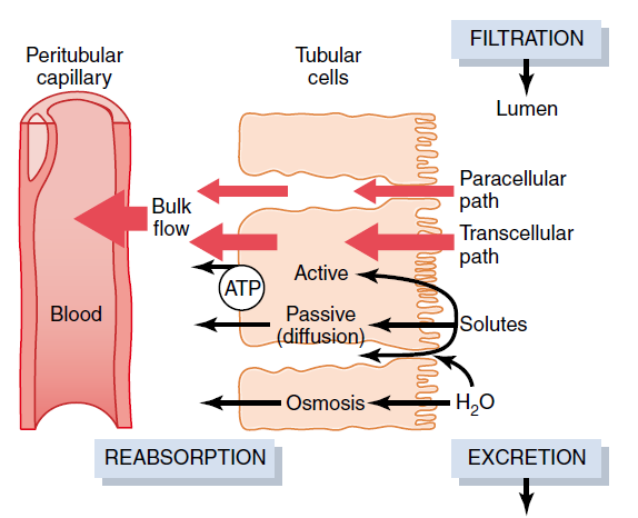 泌尿模块 | 肾小管和集合管的物质转运