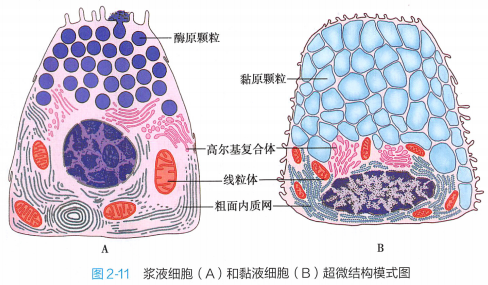 上皮细胞用什么染色组织学 ｜ 上皮组织_https://www.jmylbn.com_新闻资讯_第22张
