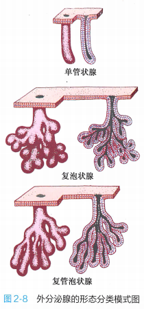 上皮细胞用什么染色组织学 ｜ 上皮组织_https://www.jmylbn.com_新闻资讯_第21张