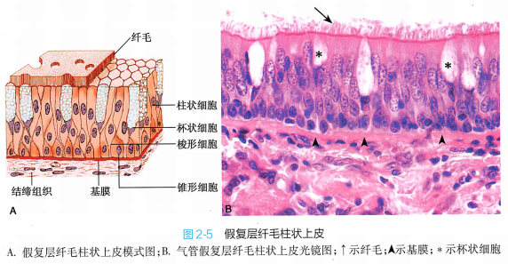 上皮细胞用什么染色组织学 ｜ 上皮组织_https://www.jmylbn.com_新闻资讯_第13张