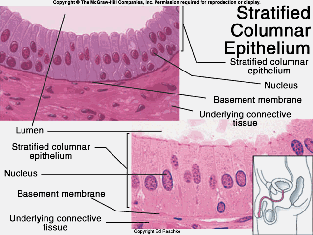 上皮细胞用什么染色组织学 ｜ 上皮组织_https://www.jmylbn.com_新闻资讯_第17张