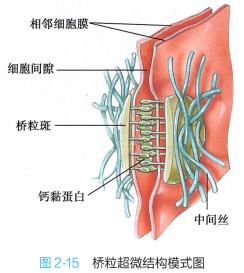 上皮细胞用什么染色组织学 ｜ 上皮组织_https://www.jmylbn.com_新闻资讯_第29张