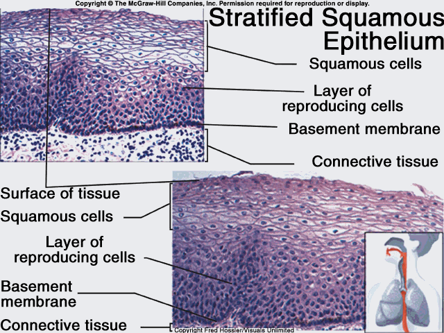 上皮细胞用什么染色组织学 ｜ 上皮组织_https://www.jmylbn.com_新闻资讯_第16张