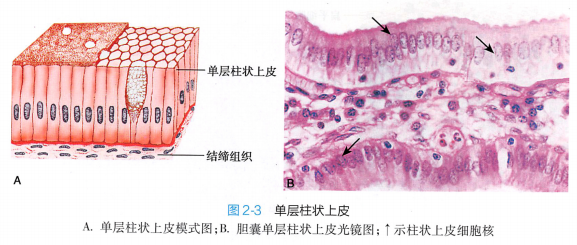上皮细胞用什么染色组织学 ｜ 上皮组织_https://www.jmylbn.com_新闻资讯_第11张
