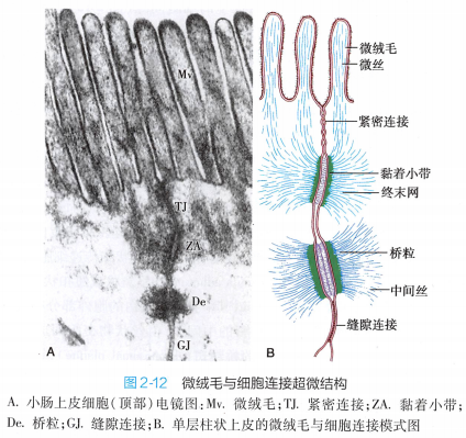 上皮细胞用什么染色组织学 ｜ 上皮组织_https://www.jmylbn.com_新闻资讯_第25张