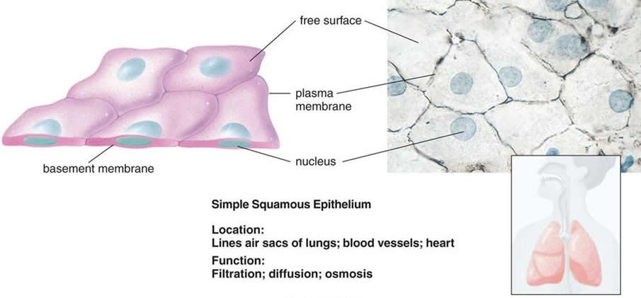 上皮细胞用什么染色组织学 ｜ 上皮组织_https://www.jmylbn.com_新闻资讯_第9张