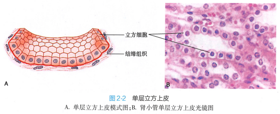 上皮细胞用什么染色组织学 ｜ 上皮组织_https://www.jmylbn.com_新闻资讯_第10张