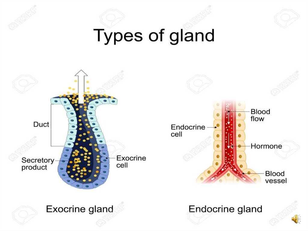 上皮细胞用什么染色组织学 ｜ 上皮组织_https://www.jmylbn.com_新闻资讯_第20张