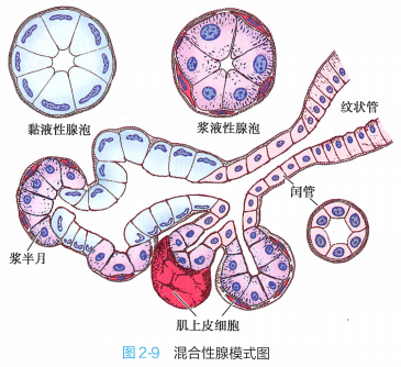 上皮细胞用什么染色组织学 ｜ 上皮组织_https://www.jmylbn.com_新闻资讯_第23张