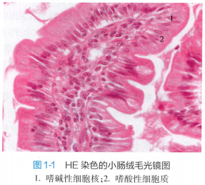上皮细胞用什么染色组织学 ｜ 上皮组织_https://www.jmylbn.com_新闻资讯_第1张
