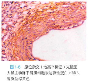 上皮细胞用什么染色组织学 ｜ 上皮组织_https://www.jmylbn.com_新闻资讯_第4张