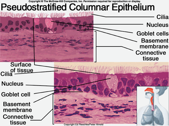 上皮细胞用什么染色组织学 ｜ 上皮组织_https://www.jmylbn.com_新闻资讯_第14张