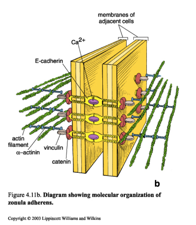 上皮细胞用什么染色组织学 ｜ 上皮组织_https://www.jmylbn.com_新闻资讯_第28张
