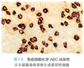 上皮细胞用什么染色组织学 ｜ 上皮组织_https://www.jmylbn.com_新闻资讯_第3张