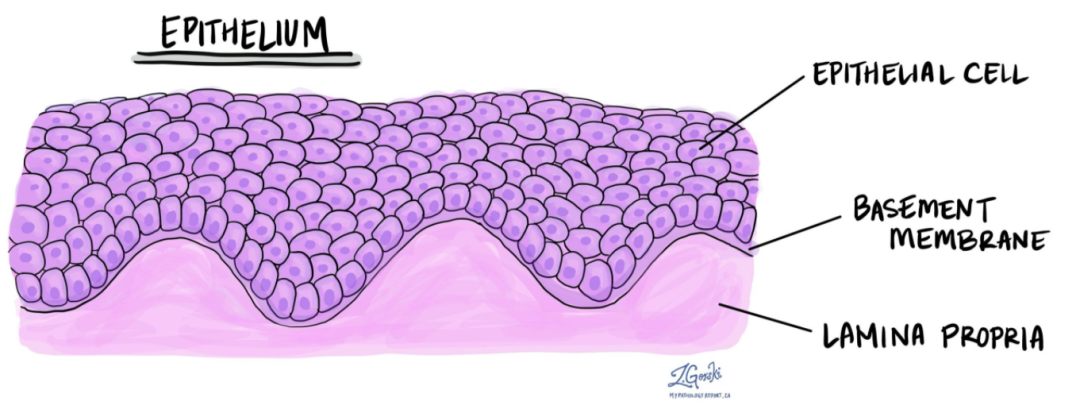 上皮细胞用什么染色组织学 ｜ 上皮组织_https://www.jmylbn.com_新闻资讯_第5张