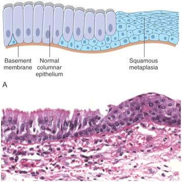 上皮细胞用什么染色组织学 ｜ 上皮组织_https://www.jmylbn.com_新闻资讯_第33张