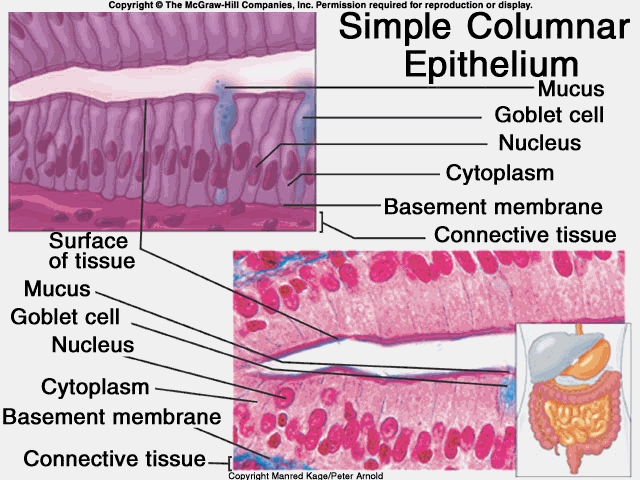 上皮细胞用什么染色组织学 ｜ 上皮组织_https://www.jmylbn.com_新闻资讯_第12张