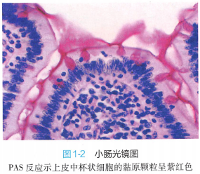 上皮细胞用什么染色组织学 ｜ 上皮组织_https://www.jmylbn.com_新闻资讯_第2张