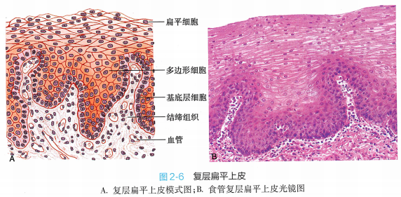 上皮细胞用什么染色组织学 ｜ 上皮组织_https://www.jmylbn.com_新闻资讯_第15张
