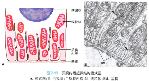 上皮细胞用什么染色组织学 ｜ 上皮组织_https://www.jmylbn.com_新闻资讯_第32张