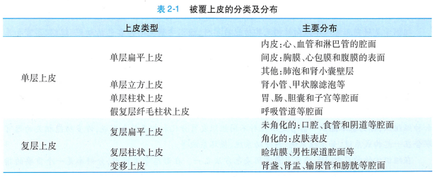 上皮细胞用什么染色组织学 ｜ 上皮组织_https://www.jmylbn.com_新闻资讯_第6张