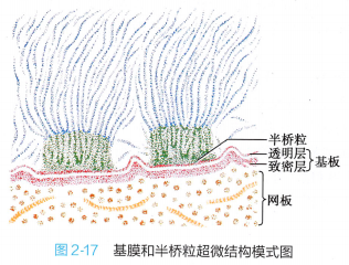 上皮细胞用什么染色组织学 ｜ 上皮组织_https://www.jmylbn.com_新闻资讯_第31张