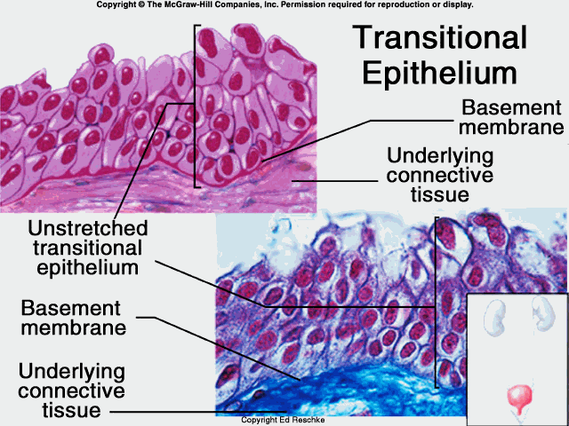 上皮细胞用什么染色组织学 ｜ 上皮组织_https://www.jmylbn.com_新闻资讯_第19张