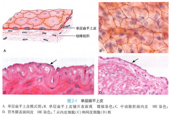 上皮细胞用什么染色组织学 ｜ 上皮组织_https://www.jmylbn.com_新闻资讯_第8张