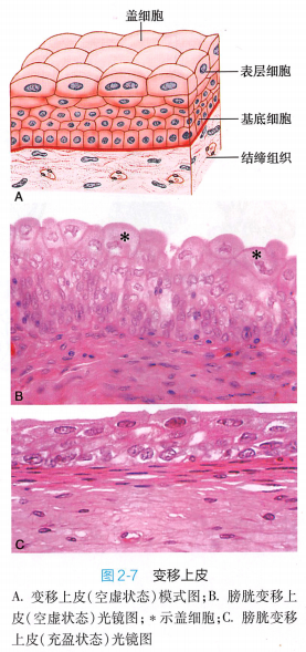 上皮细胞用什么染色组织学 ｜ 上皮组织_https://www.jmylbn.com_新闻资讯_第18张