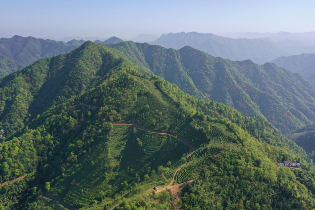 春茶骏眉中国产区有多美点此饱览中华峻美山水