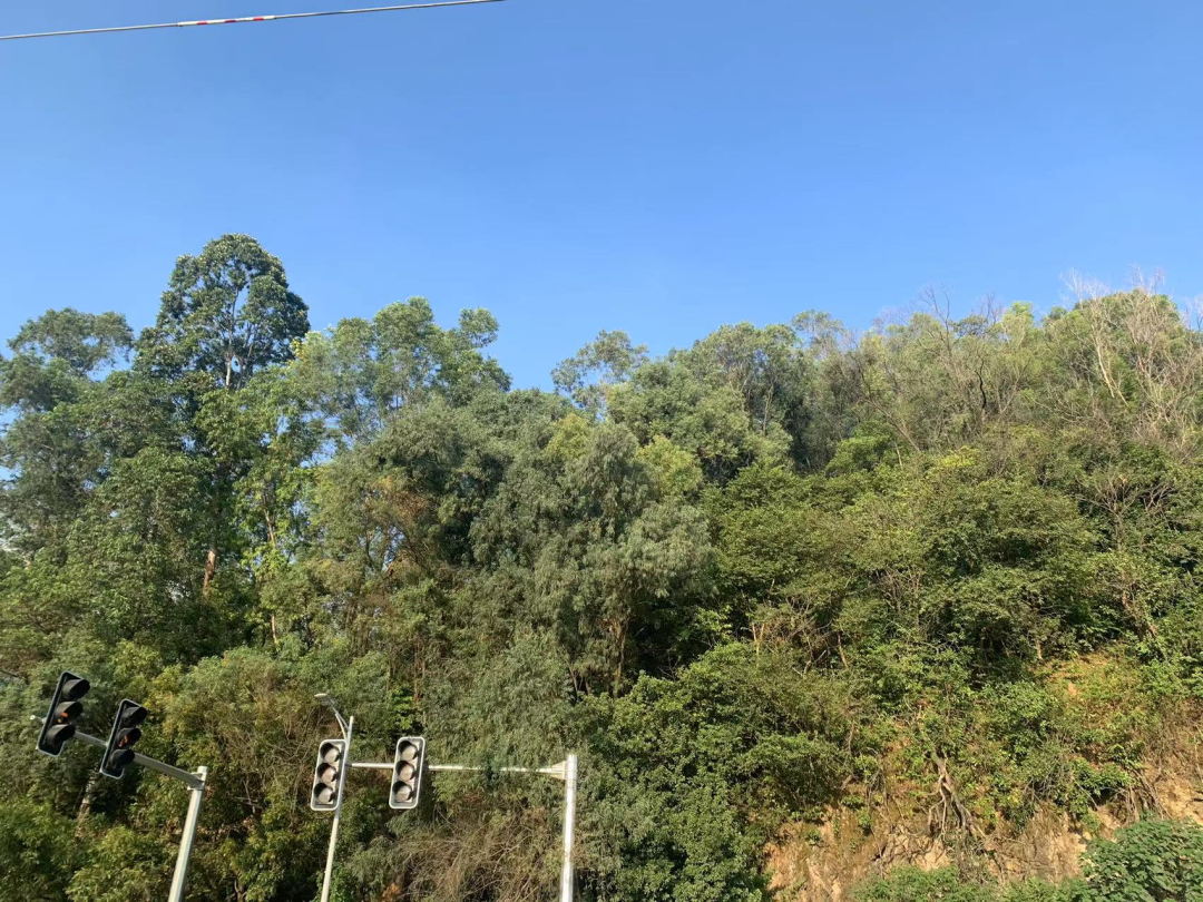 总价130万起！南沙杀出新“刺客”，一手资料到手了！