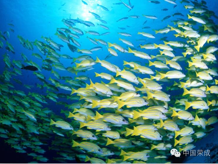 总体来看,全市海洋捕捞生产形势仍然不容乐观,开海初期海上资源还算