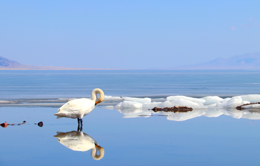 赛里木湖超全旅游攻略，快收藏~