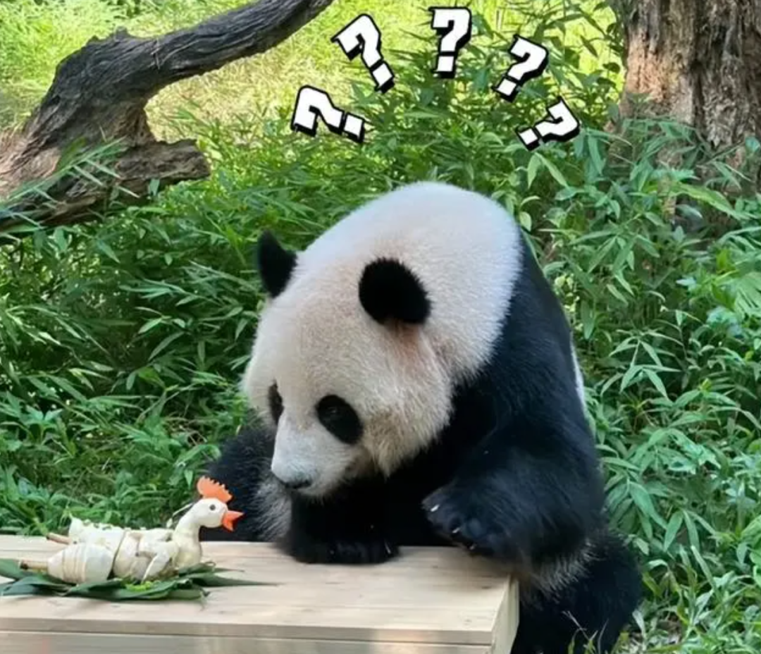 ○ 广州长隆野生动物世界给熊猫“婷仔”准备的白切鸡下午茶。图/i广州