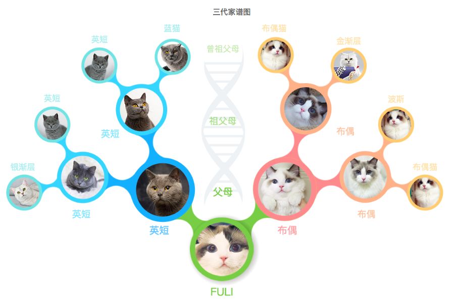 萌寵基因王帆：每一只寵物都值得擁有一份基因檔案 萌寵 第7張