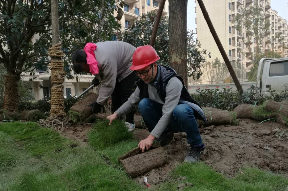 周亚军在施工现场铺草皮
