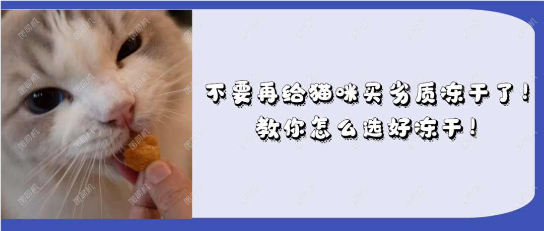 猫咪为什么相互舔毛？除了友好，背后还有什么原因？