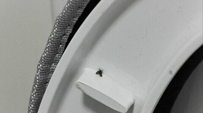 这种小飞虫叫蛾蠓,又称蛾蚋.